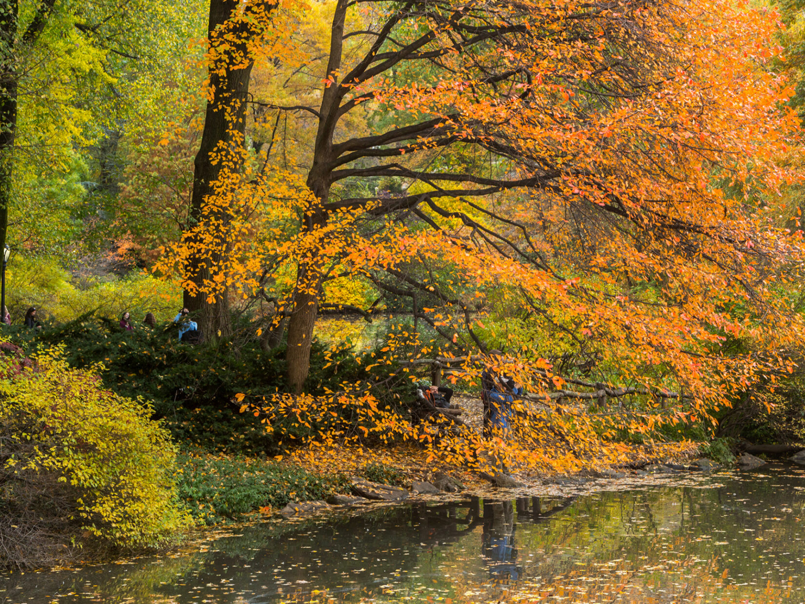 Autumnal leaves of rust and green are reflected in the water below