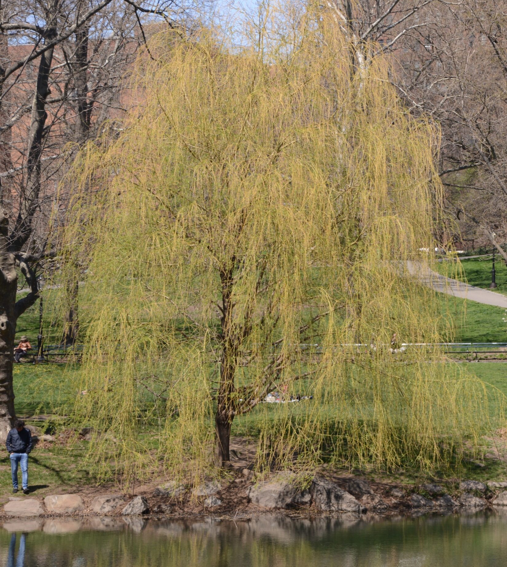 A full view of a weeping willow with drooping yellow branches