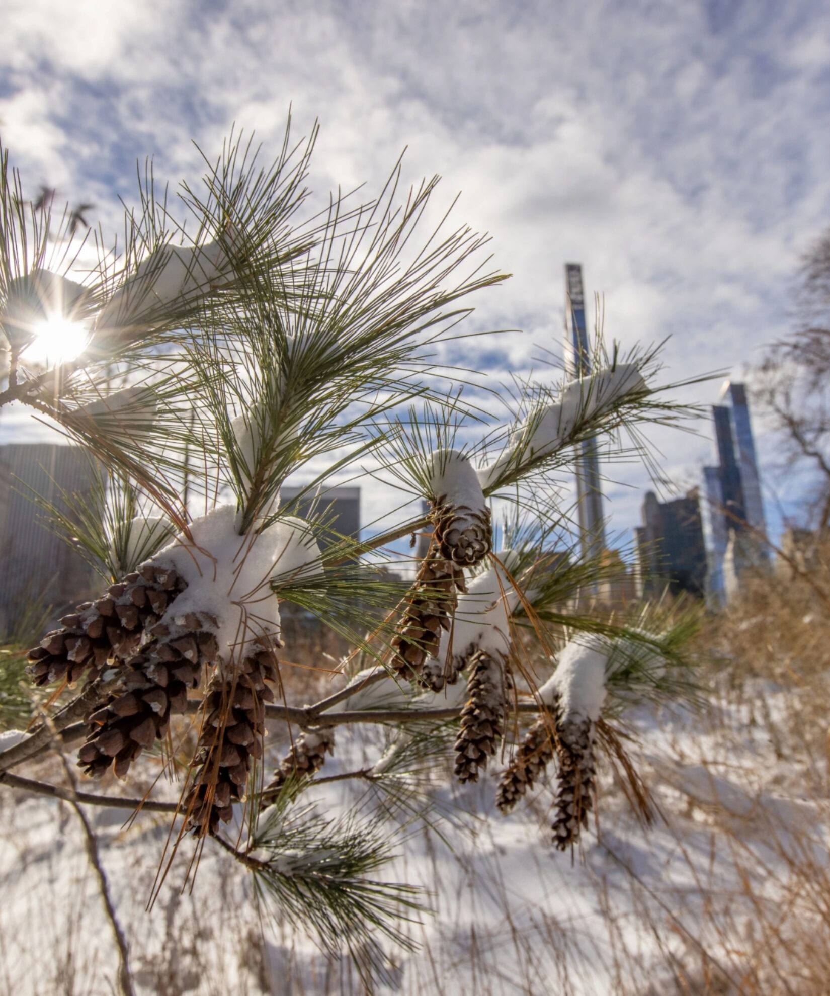 Dene Slope 20201217 3085