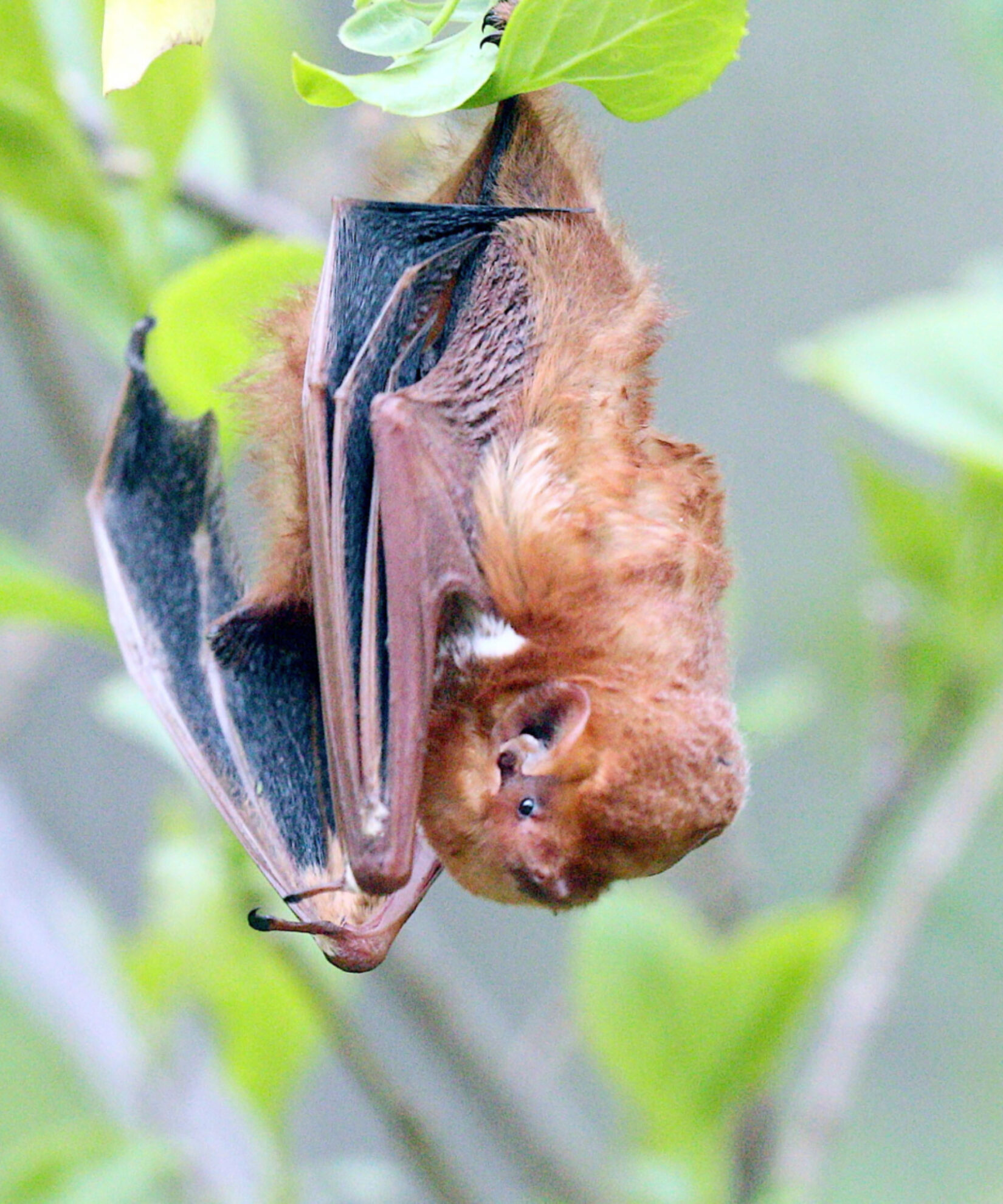 The bat is pictured hanging upside down from a leafy branch