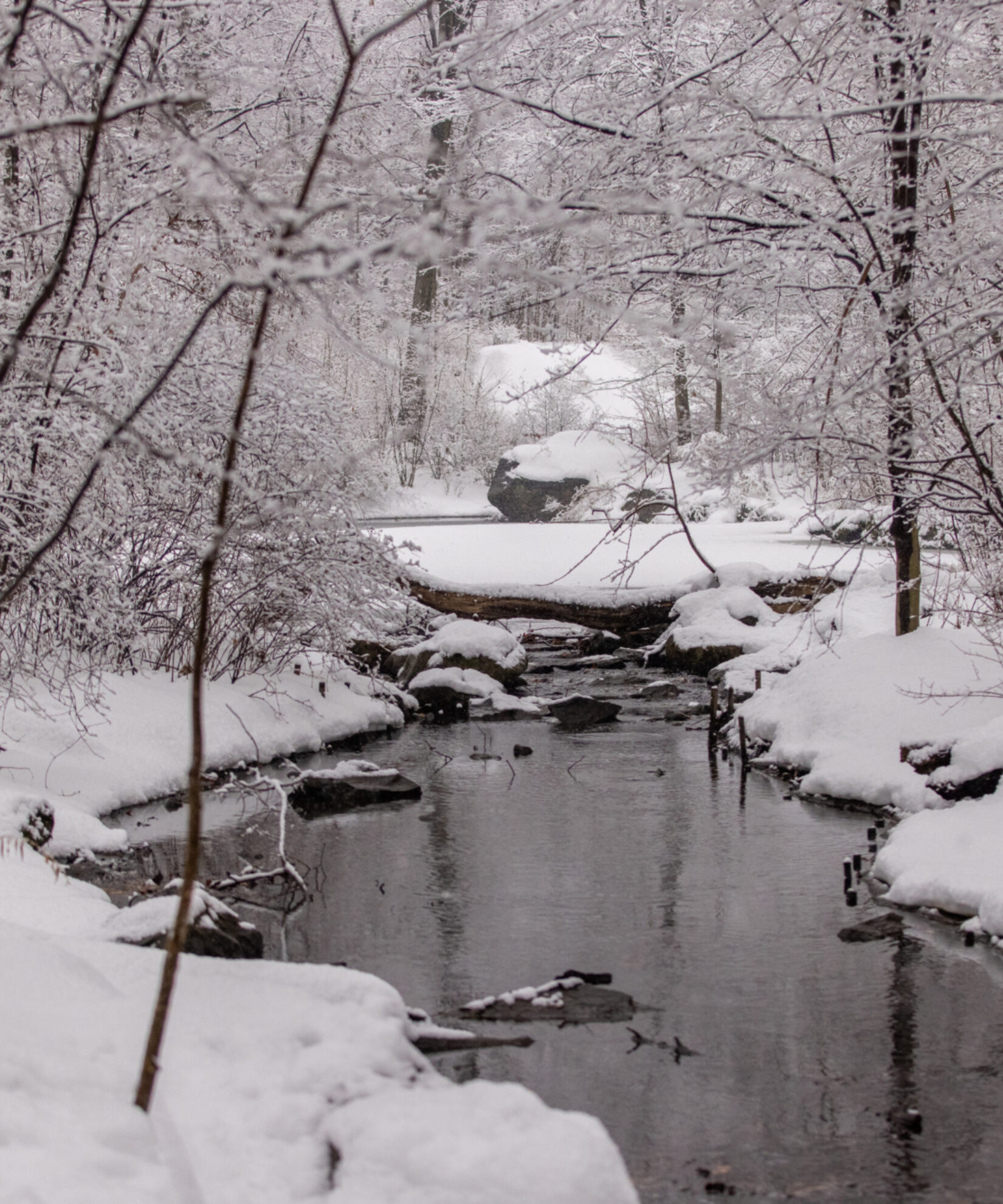 The Loch, a stream in Central Park, flows through a snowy landscape with bare trees.
