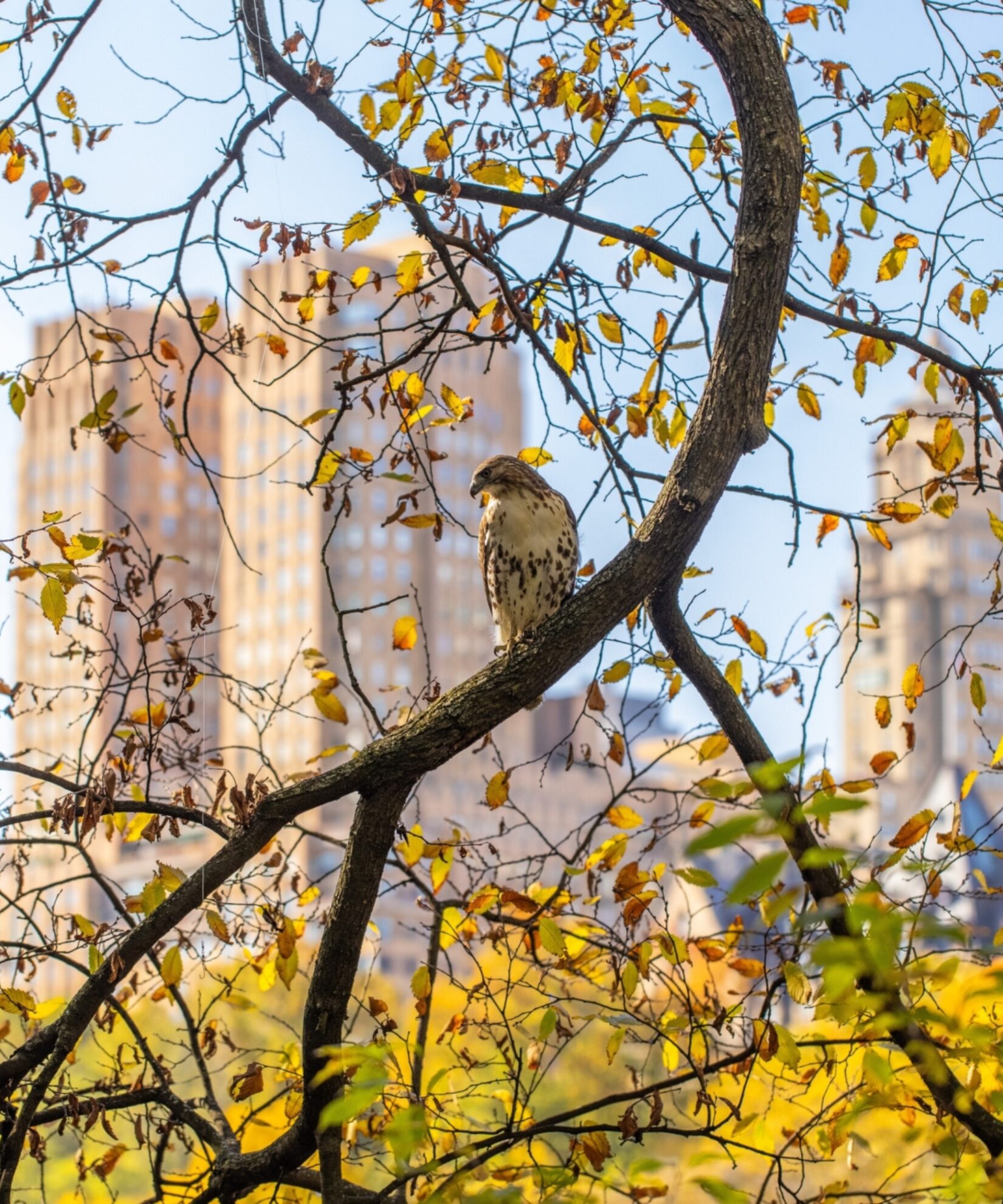 A hawk perches on a branch in autumn against a backdrop of fall colors and New York apartment buildings