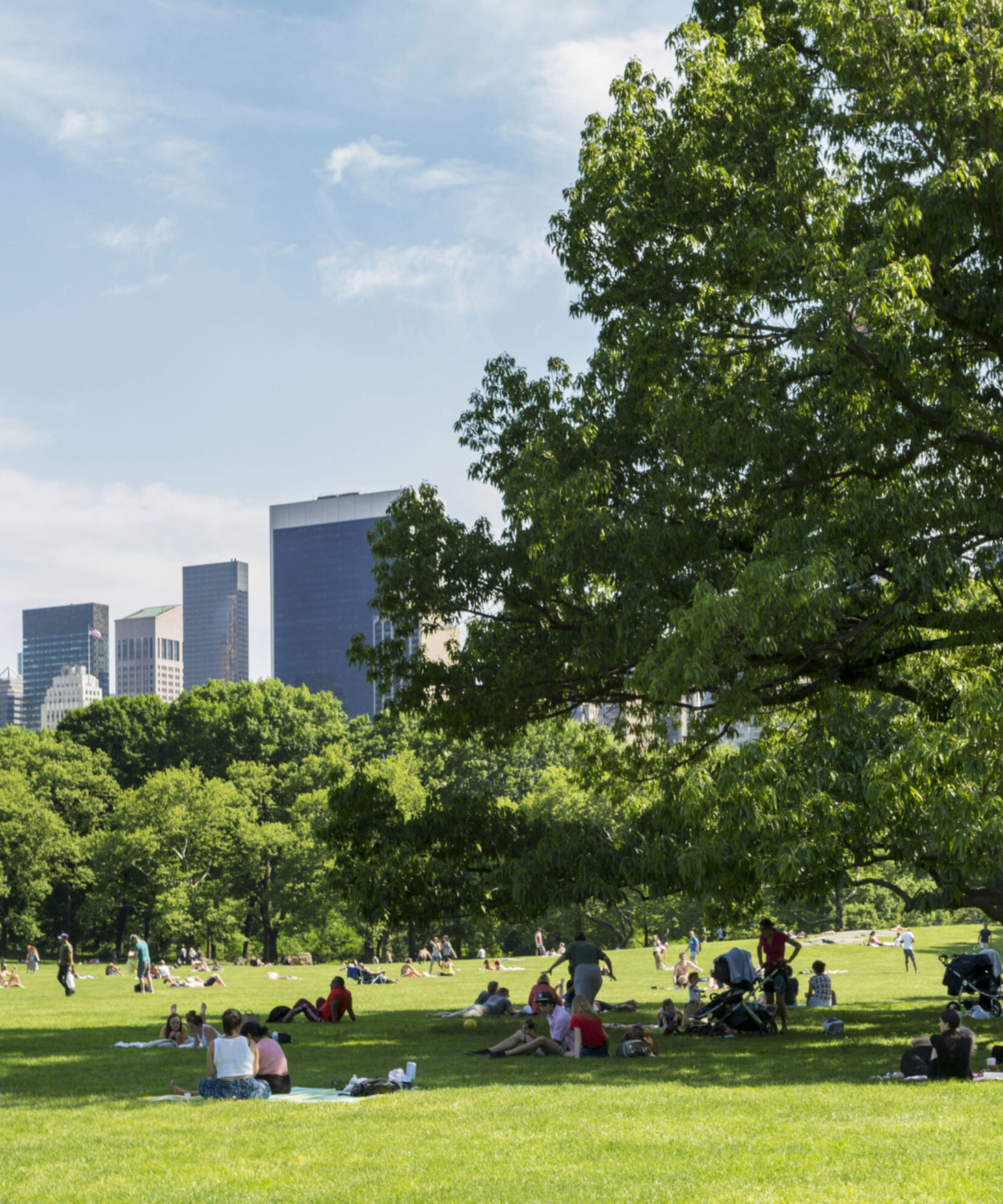 Park visitors find shade beneath a tree in the Sheep Meadow with the skyline in the background