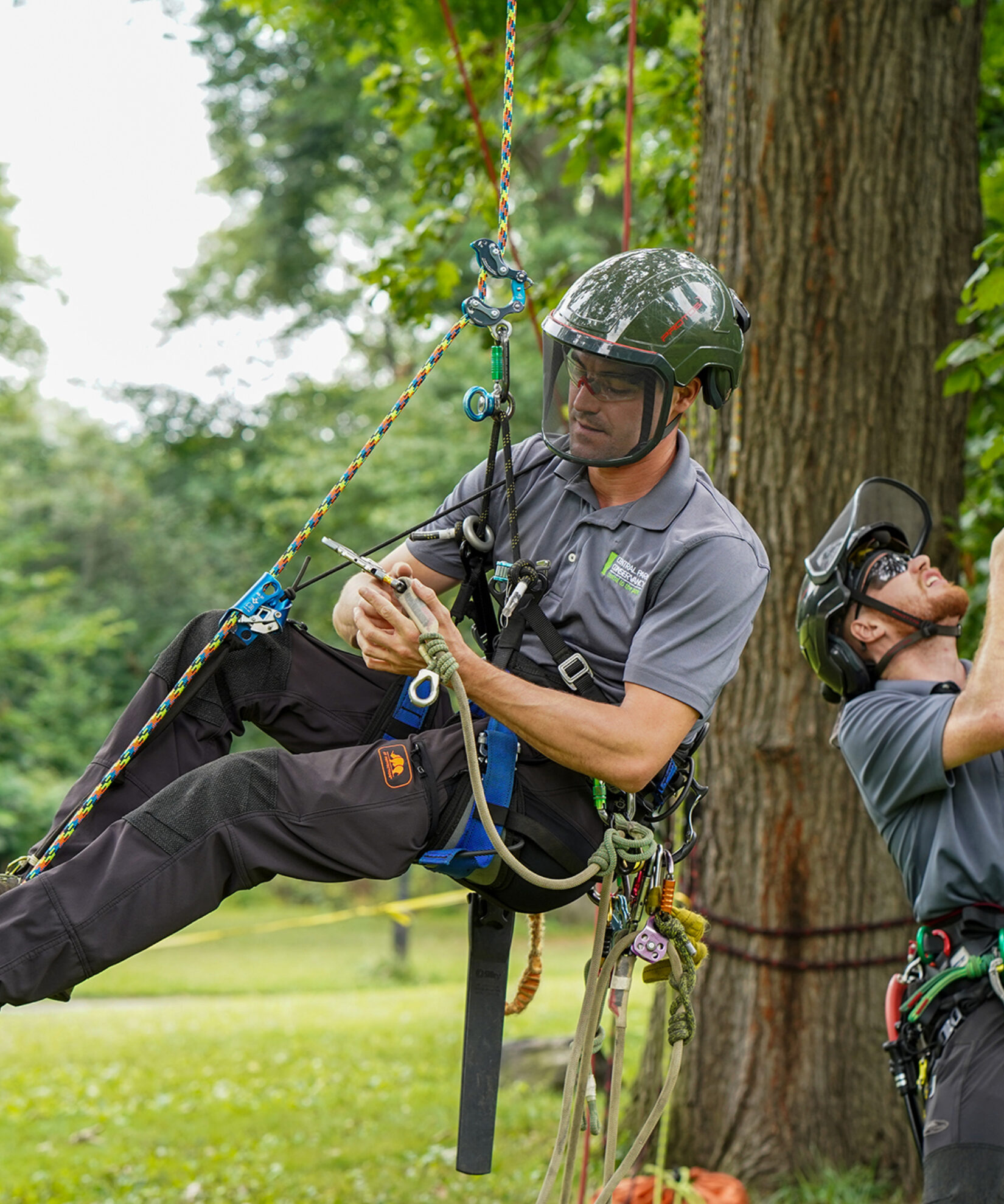 Two arborists in protective gear, suited up in climbing equipment and hoisting themselves into the air