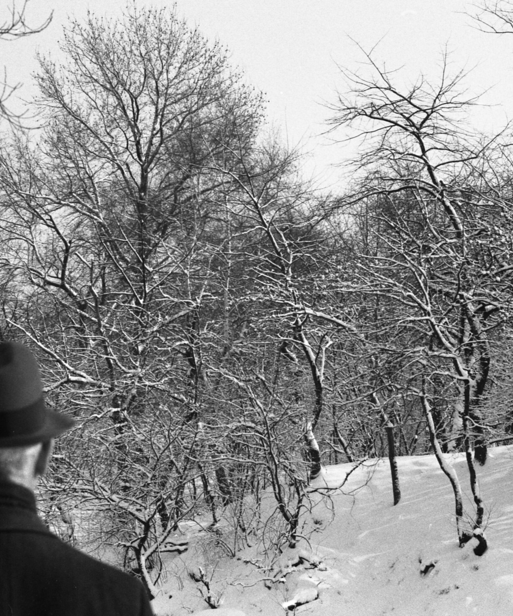 A man in a fedora is seen from behind with a wintery scene in the background