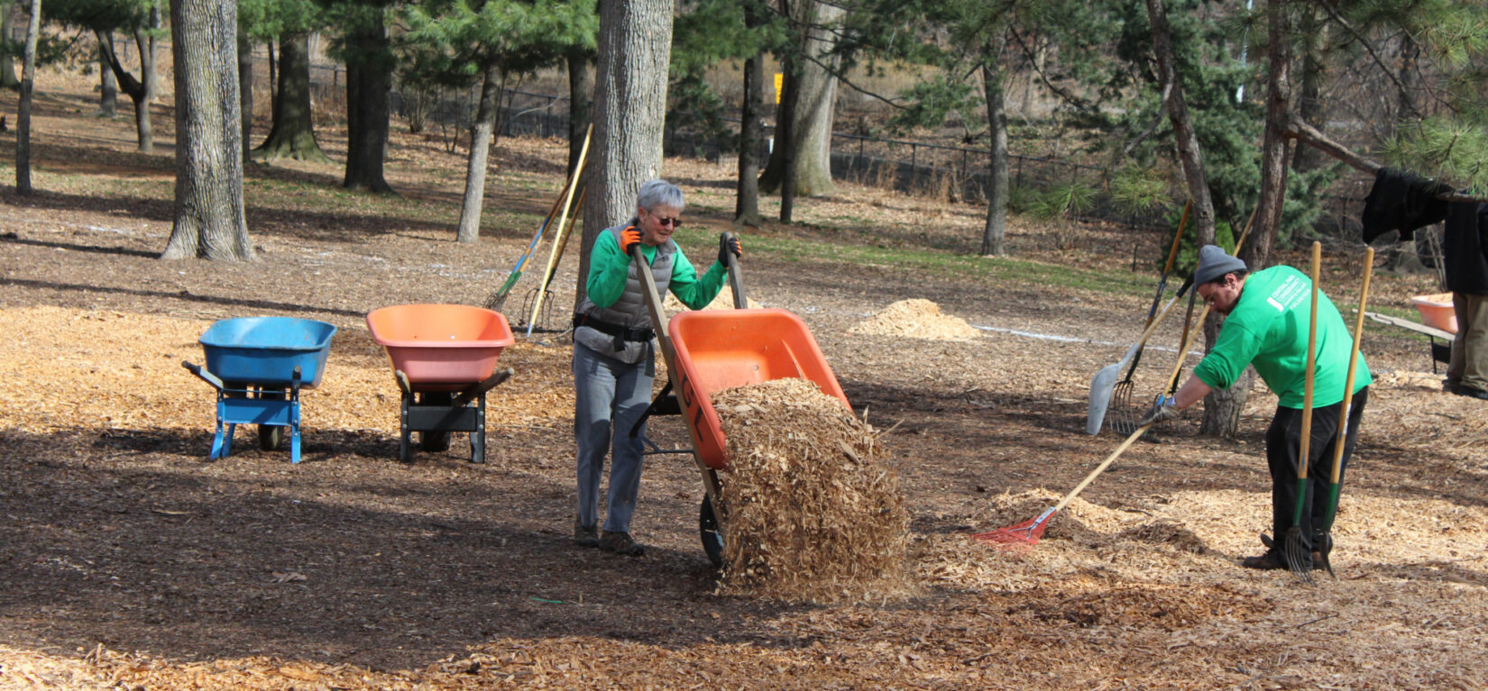 Volunteers with a wheelbarrow and a rake spread wood chips beneath the trees of the Pinetum
