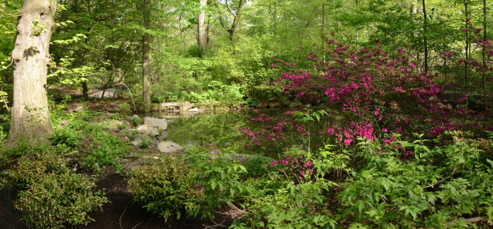 The pond is seen in summer, surrounded by lush growth and azaleas.