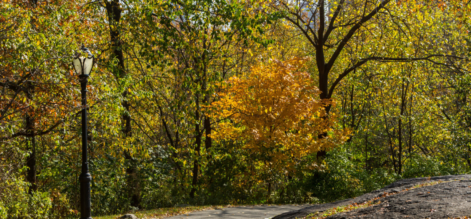 A path winds through the North End, pictured in Fall