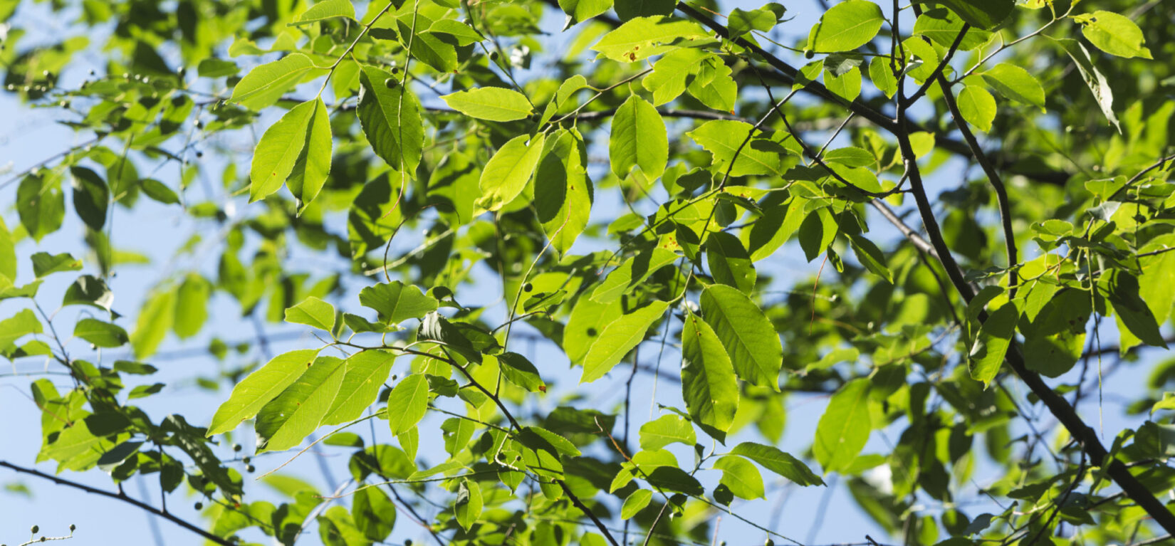 Blue sky peeks through the green leaves of a black cherry tree.