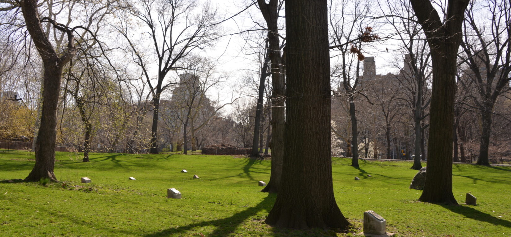 Stark shadows cross the 307th Memorial Grove in early morning