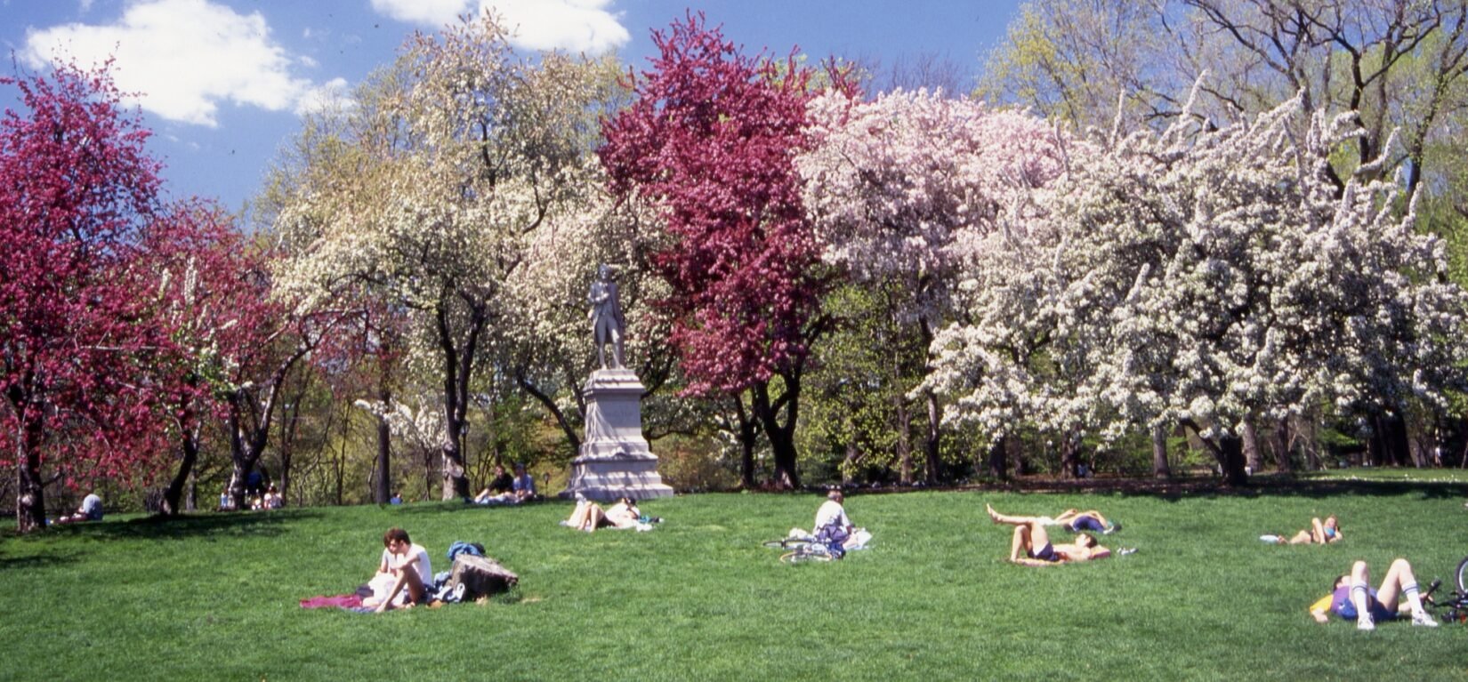 A row of trees in full spring bloom define a landscape scattered with lounging park goers.