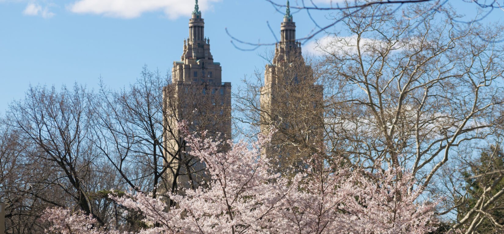 Cherry blossoms obscure the skyline of Manhattan's West Side