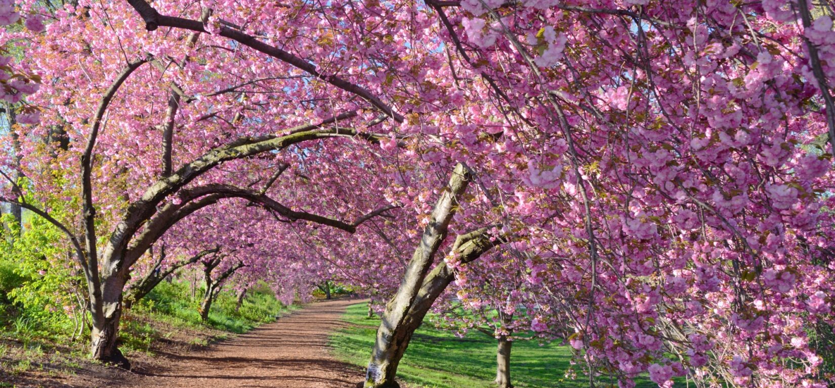 An allée of Kwanzan cherry trees along Central Park’s Reservoir