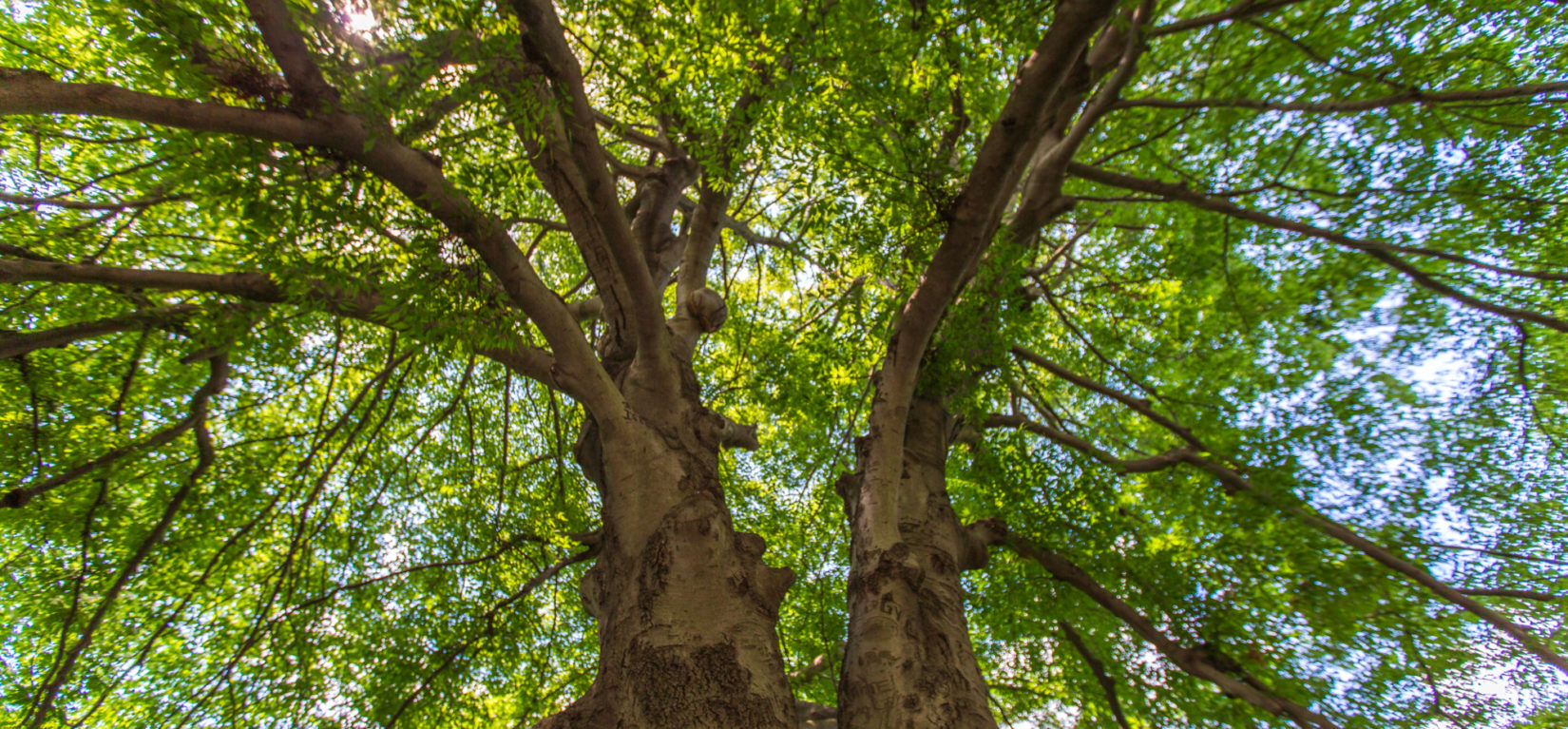 Looking up through the branches of a tree at Cherry Hill