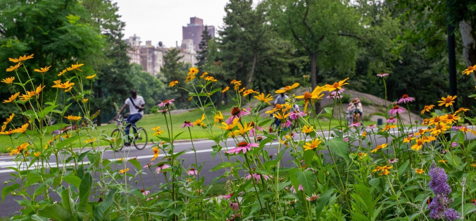 A bicyclist is seen through a stand of orange and purple flowers.