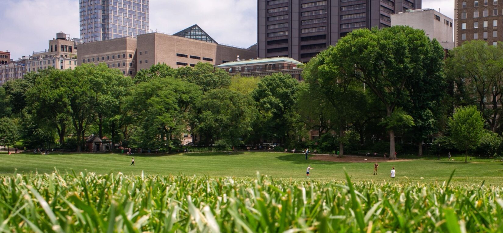 A worms-eye view, looking across the East Meadow at grass-top level.
