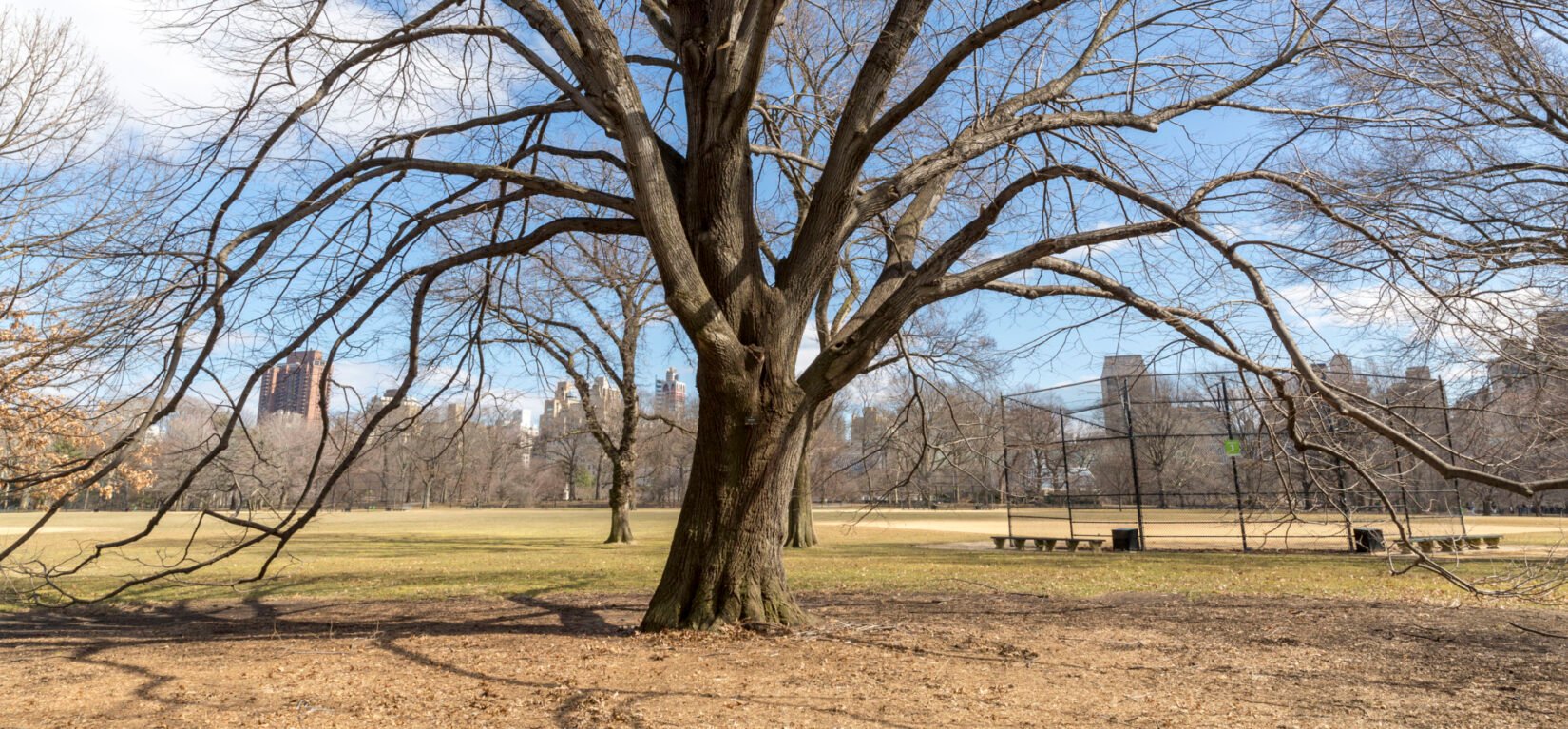 The Great Lawn seen through the barren branches of a tree in winter