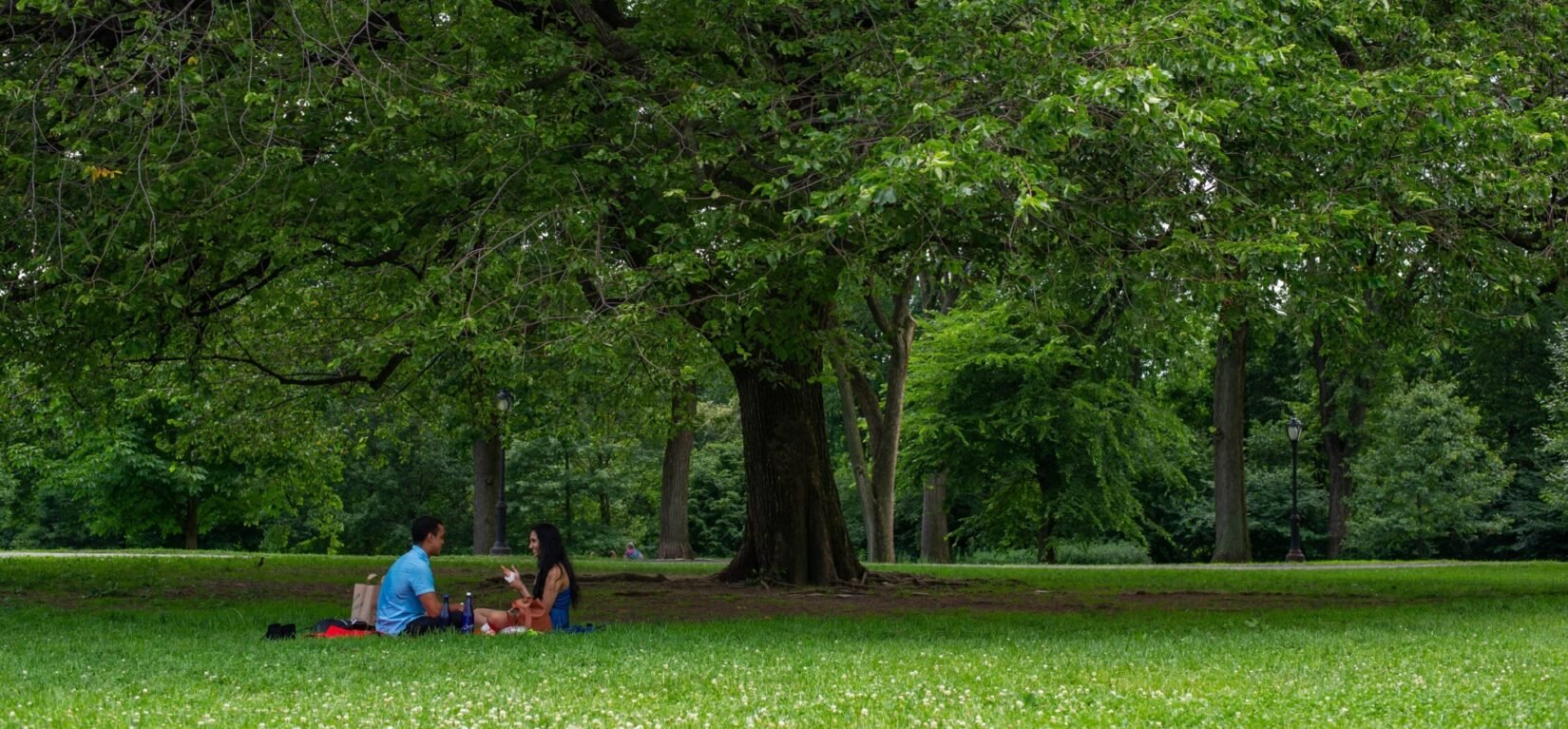 A couple picnics beneath the broad canopy of a leafy tree.