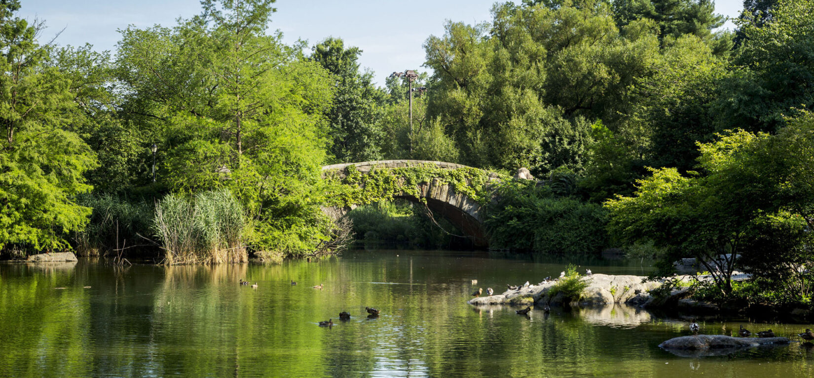 A serene view of the Pond showing ducks on its placid surface