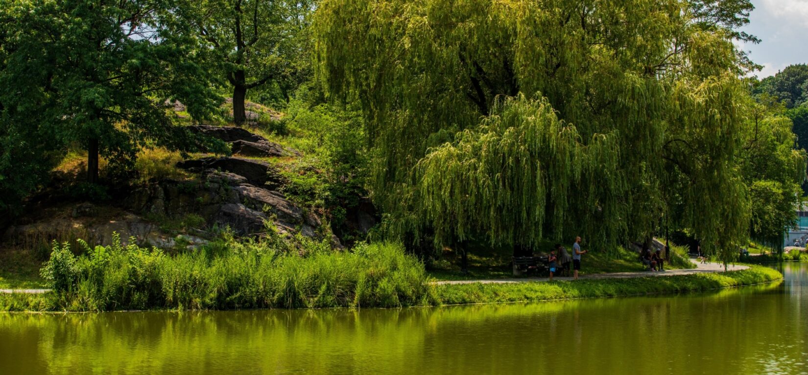 Trees reflected in the Harlem Meer