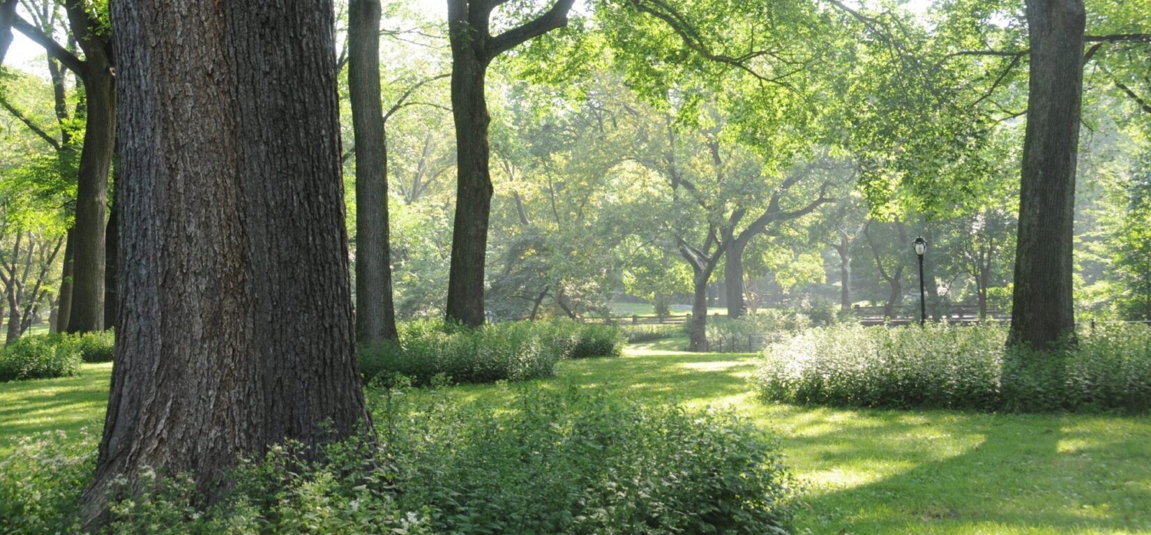 Sun filters through the canopy of American Oaks on the Mall