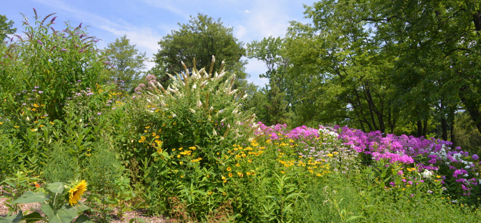 A view of the Butterfly Gardens with colorful blooms under a blue sky.
