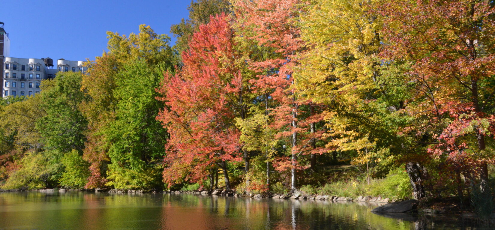 The shore of the Pool lush with autumnal trees reflected in the still water