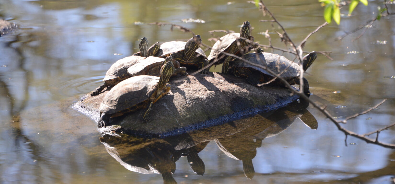 Turtles rest on a rock in Turtle Pond