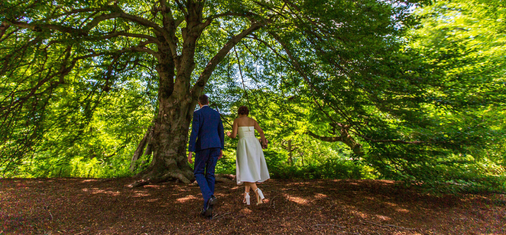 A couple, formally dressed, walk up a hill beneath the spreading boughs of a large, shadowed tree