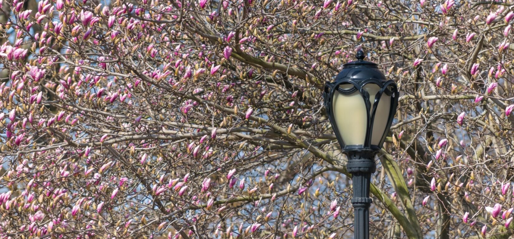 A lamppost in front of a magnolia tree thick with spring buds