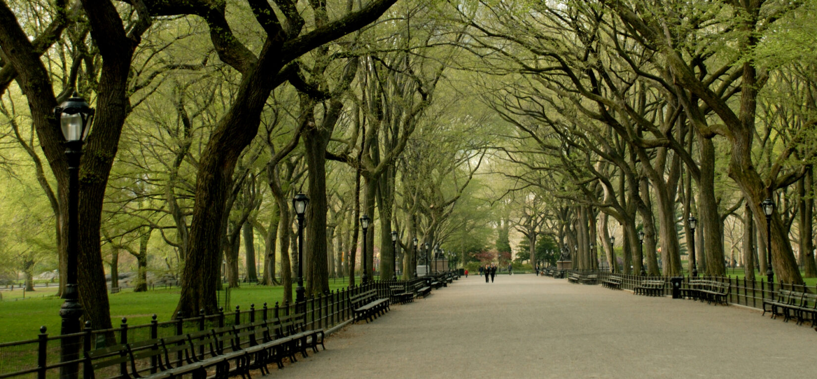 Looking down the length of the Mall with fresh buds on the elms.