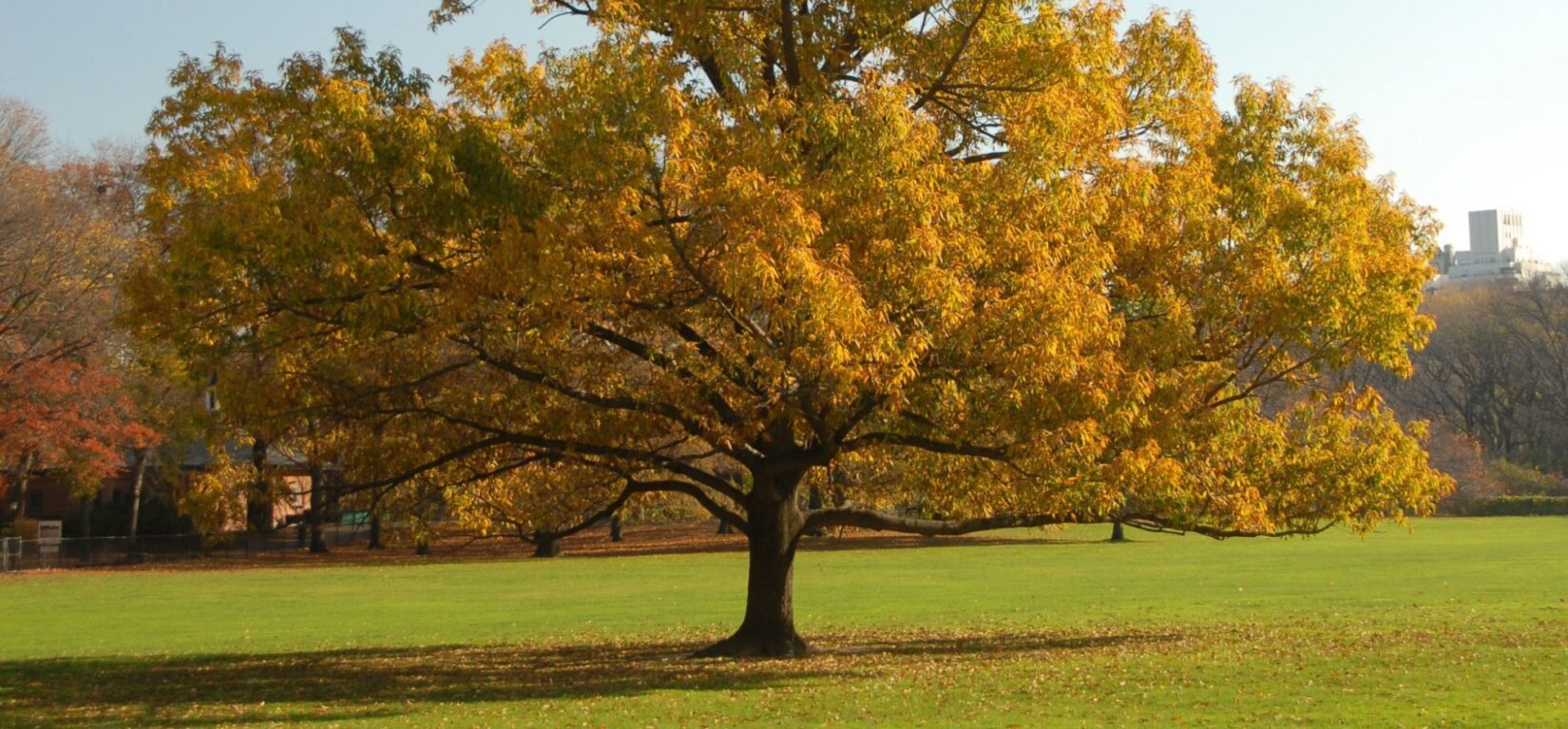 A majestic oak stands alone in all its autumnal beauty