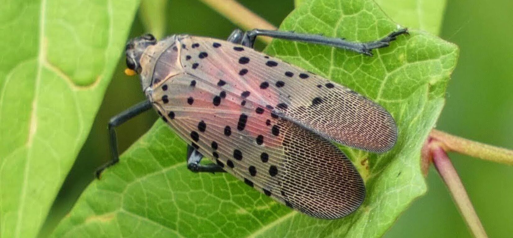 Spotted Lanternfly