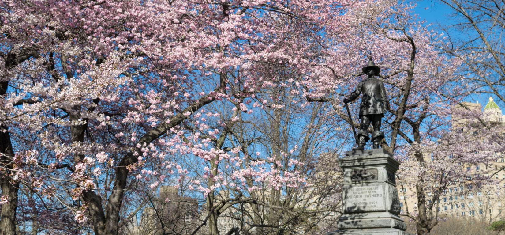 The Pilgrim statue atop its Hill, surrounded by cherry blossoms.