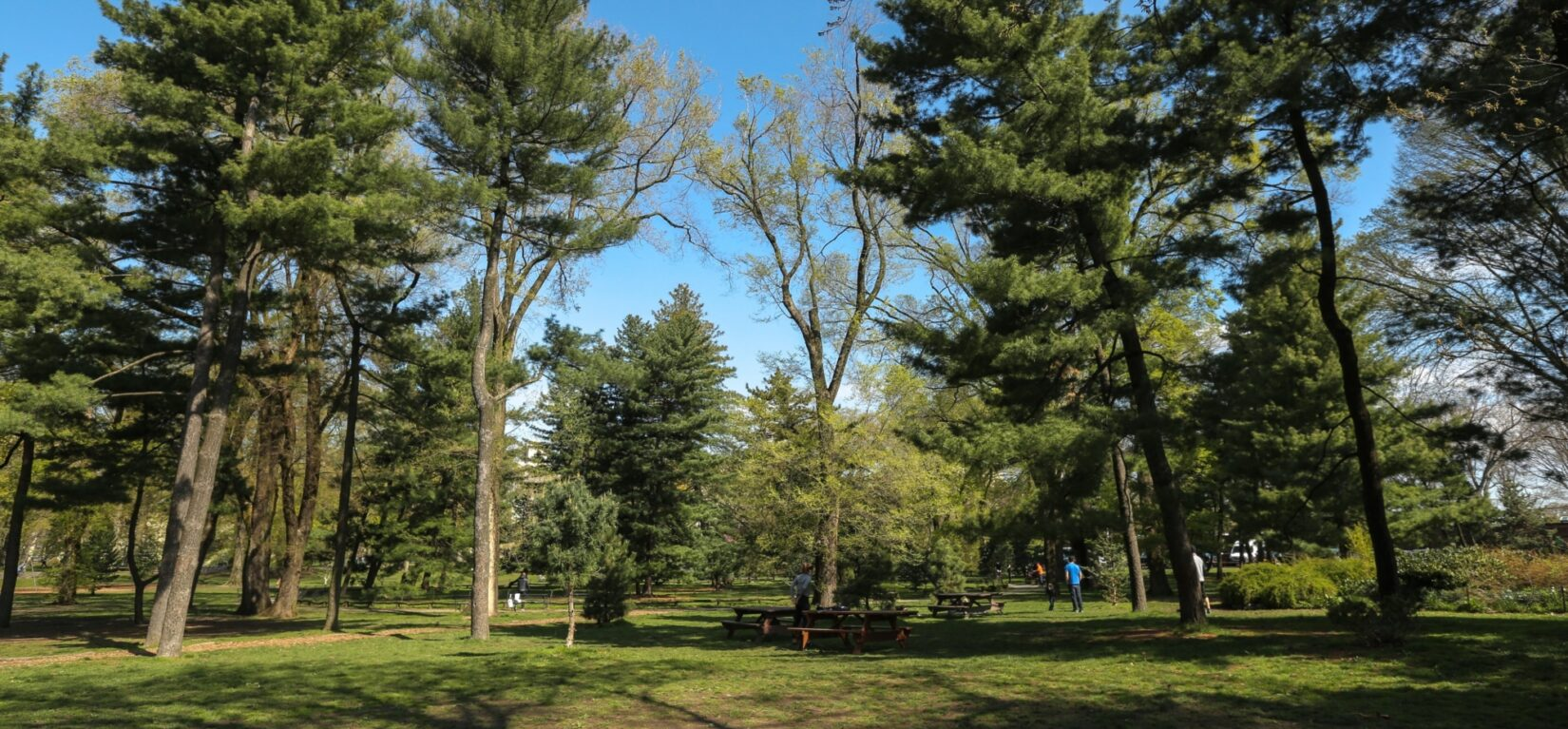 Pinetum