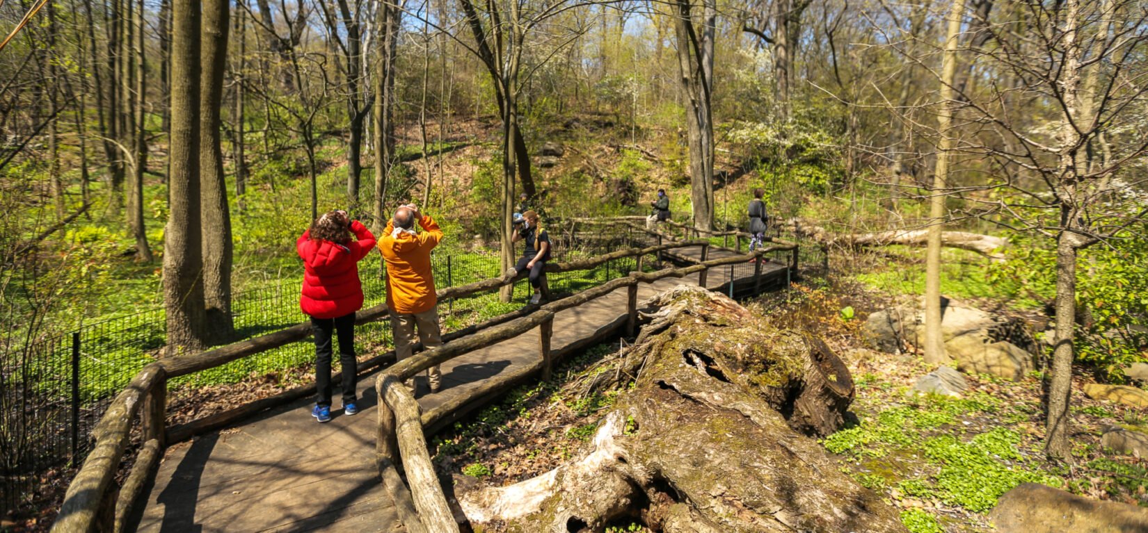 Birders on a rustic path eye the branches of spring leaves in the Park.