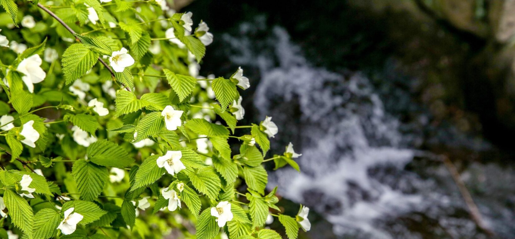 The Ravine flows in the background, behind a brightly-lit bough of green leaves and small, white flowers.