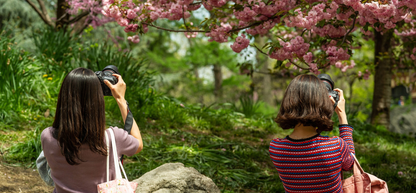 Two women taking photos of cherry trees