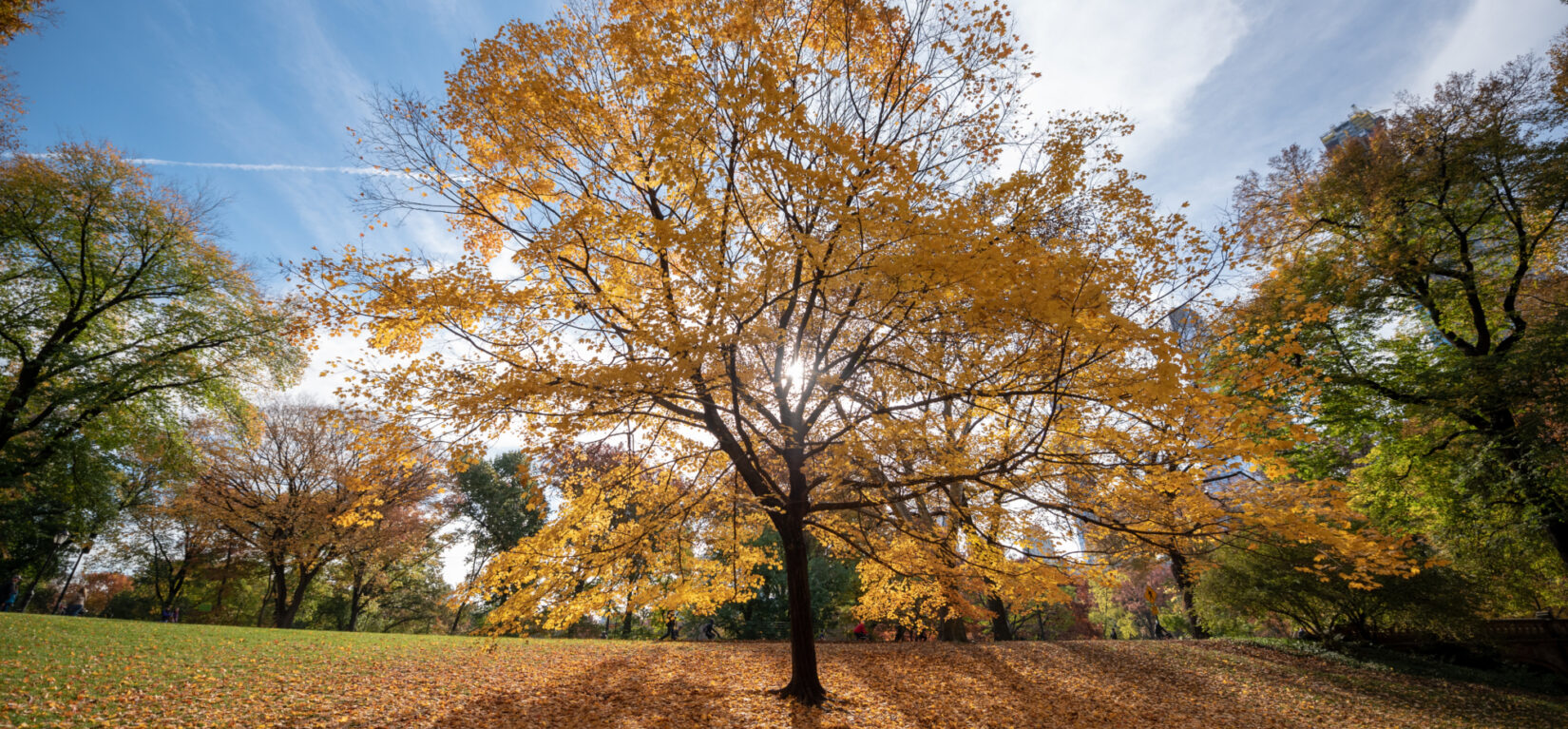 An autumn tree backlit by a brilliant blue fall sky.