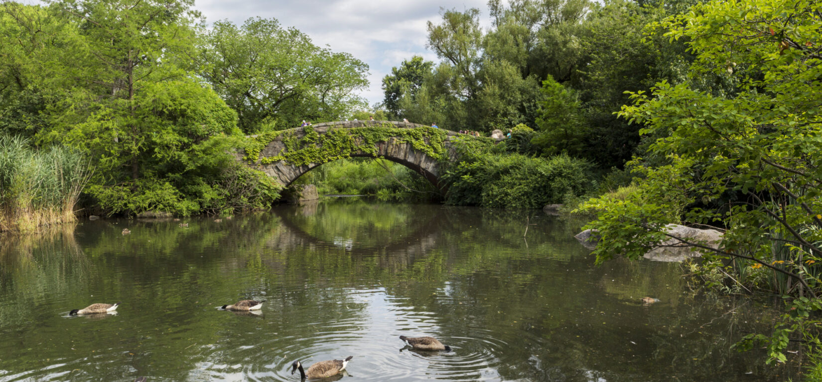 Ducks enjoy the placid waters of the Pond in summer.