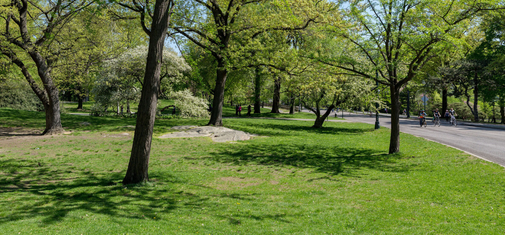 A section of the Seneca Village site, with slender trees widely spaced under a spring sky