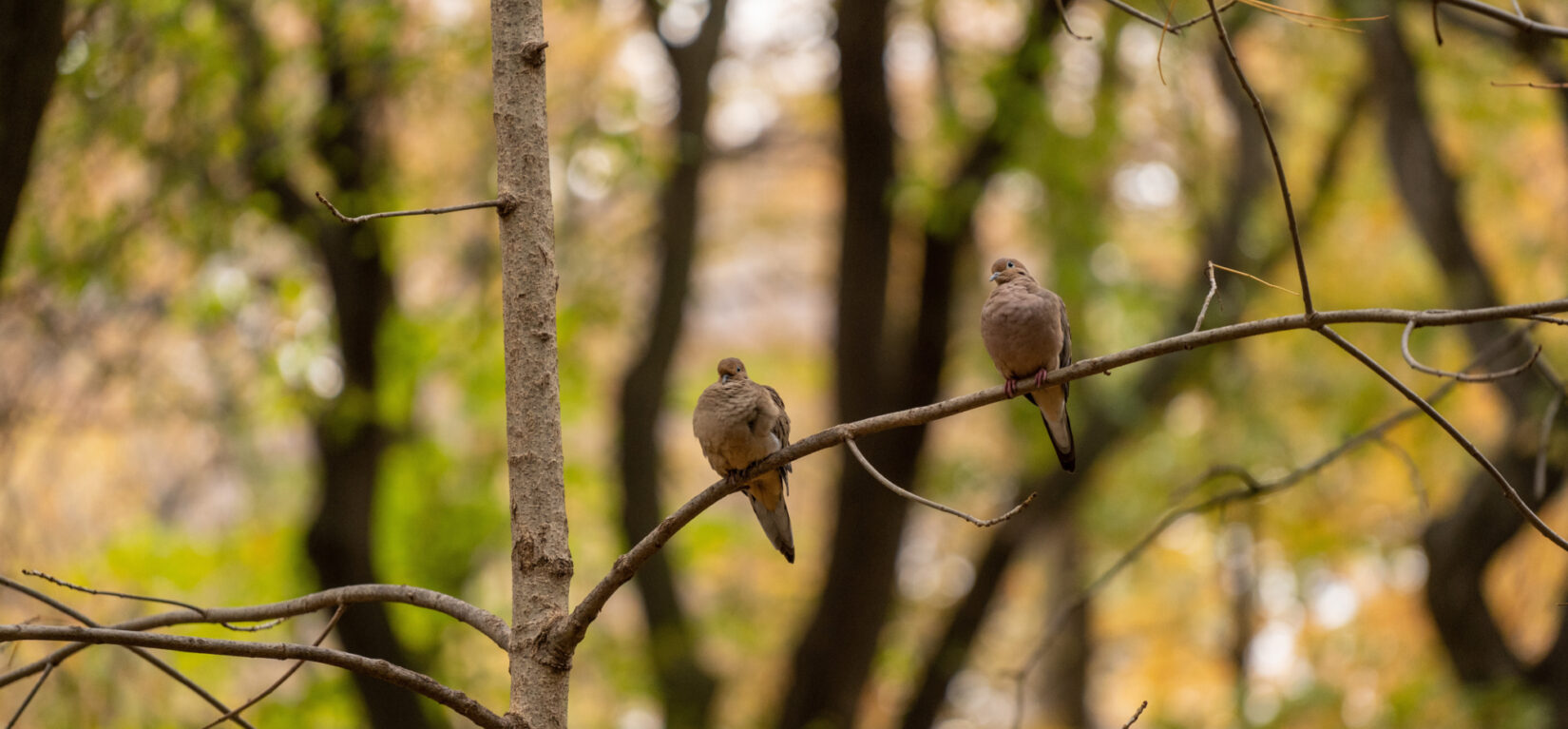 Birds on a branch in the Ramble