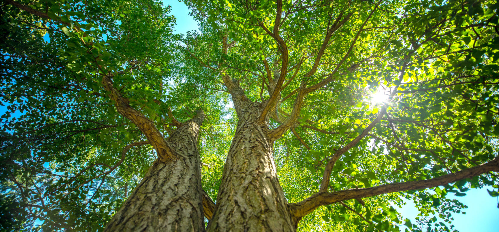 Ginkgo trees in Central Park