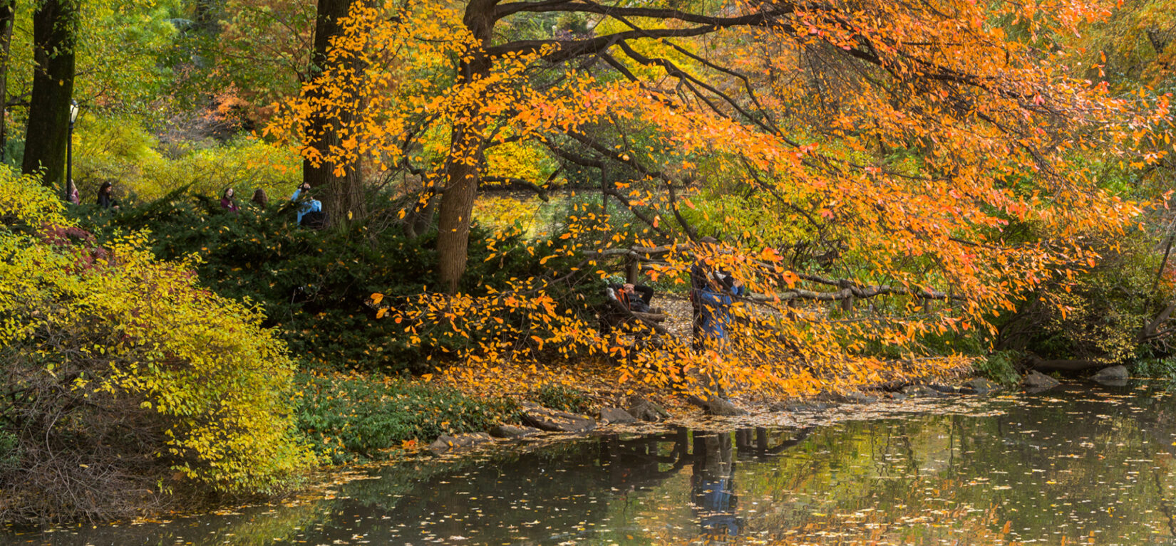 Autumnal leaves of rust and green are reflected in the water below