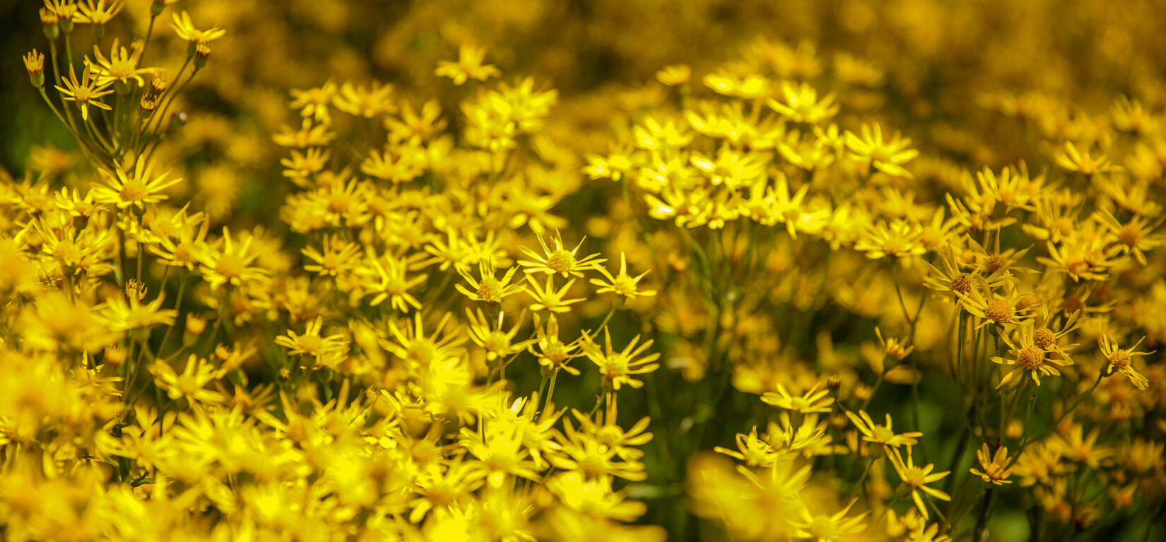 Where to Find Spring Blooms in Central Park