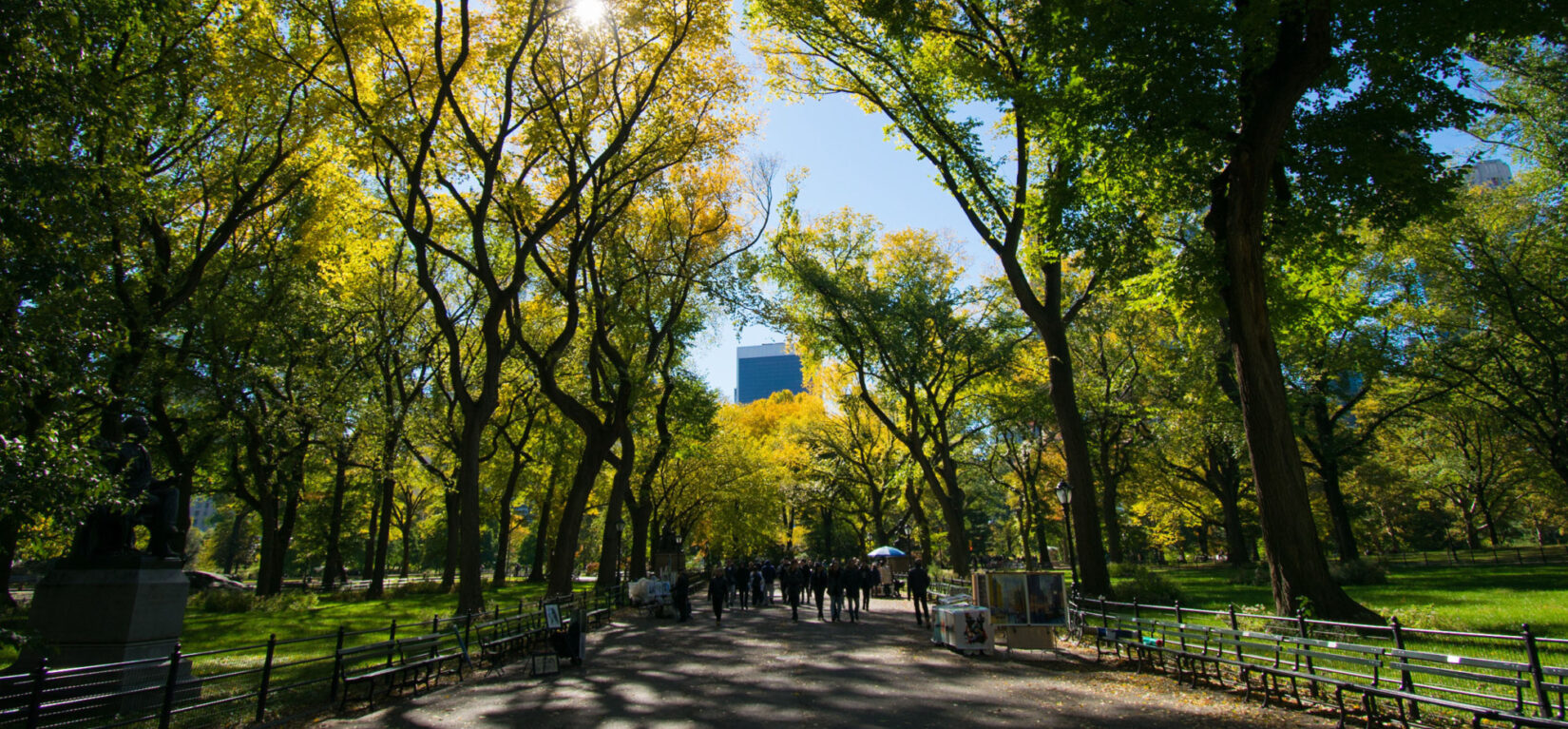 A view of the Mall with sunlight streaming through the dark limbs of American Elms