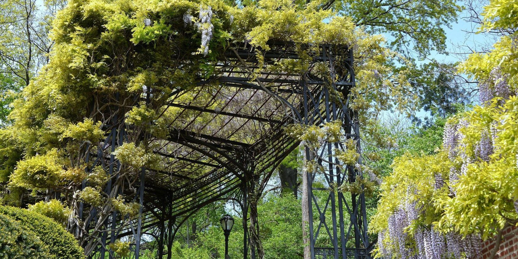 The curve at the end of the pergola festooned with deep greenery.