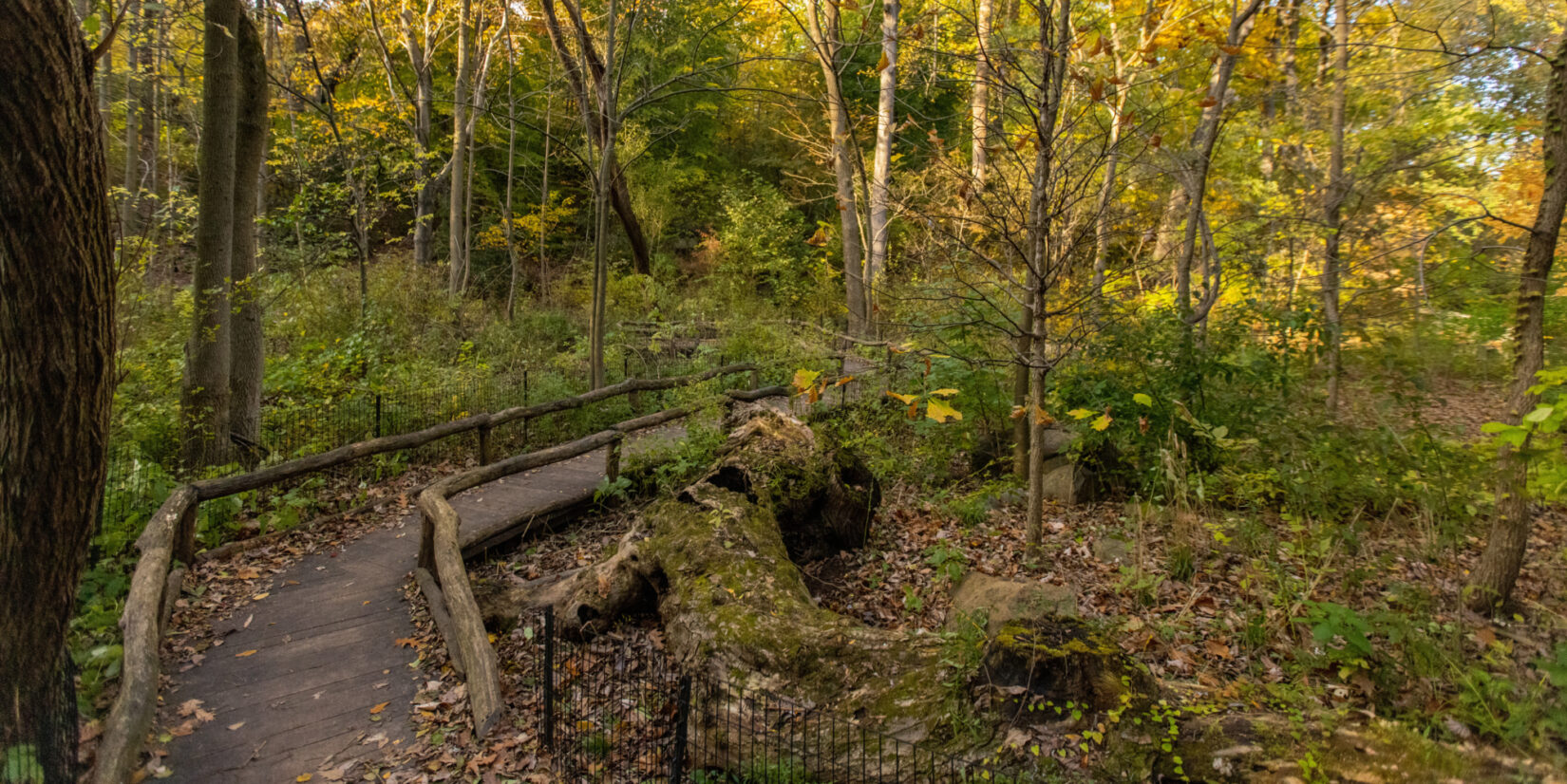 Rustic fencing defines the trail through the Ravine, seen in autumn