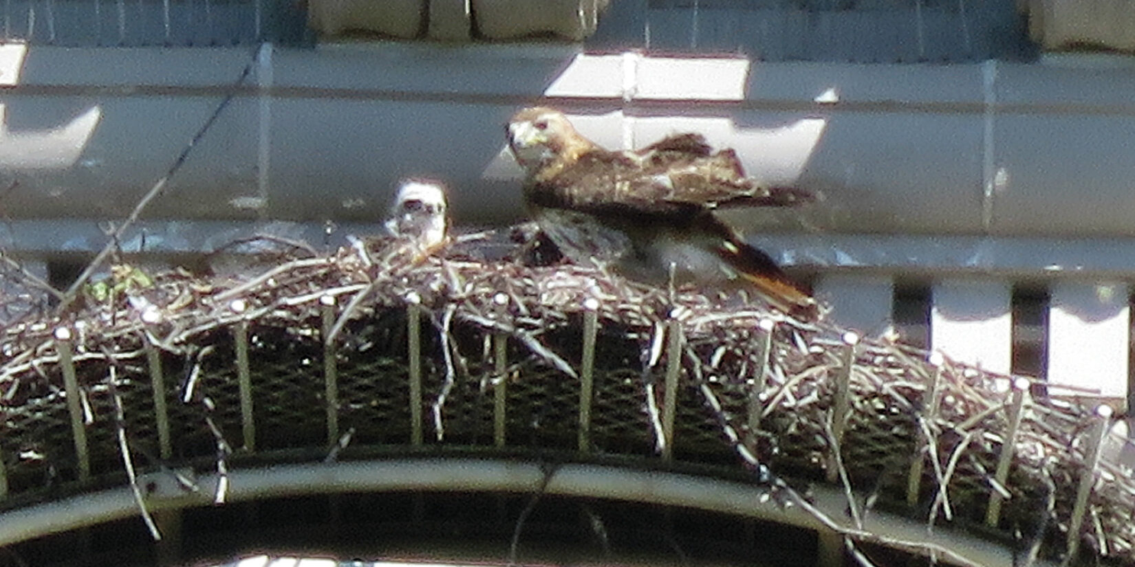 The bird's nest photographed through a powerful telephoto lens.