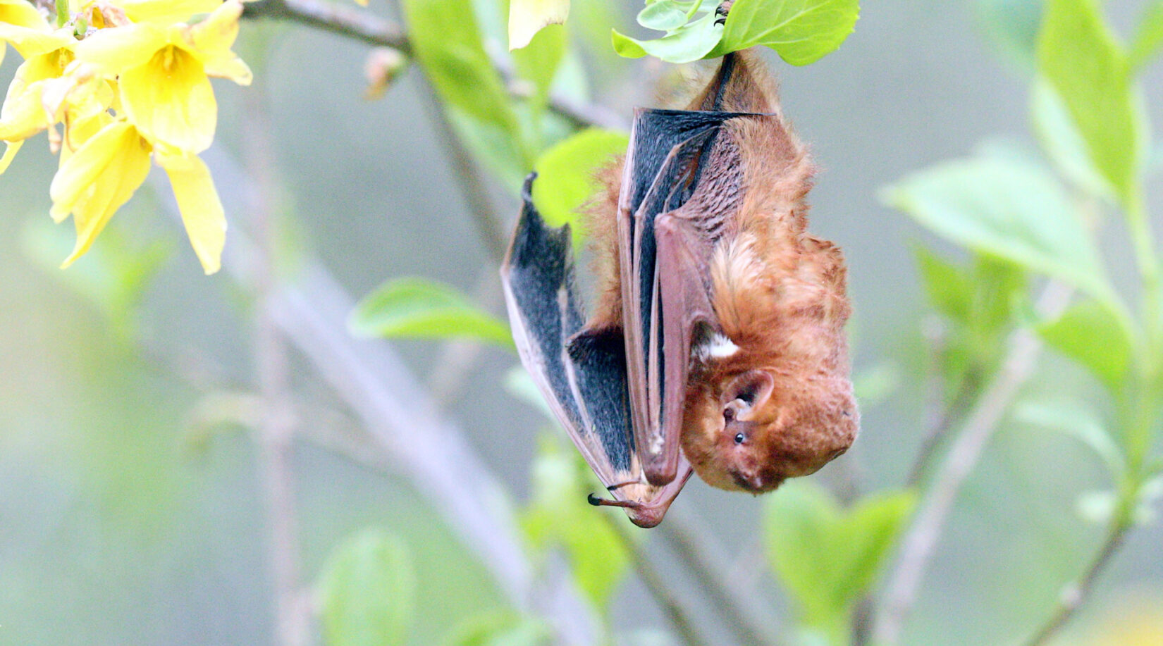 The bat is pictured hanging upside down from a leafy branch
